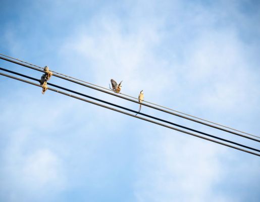 Foto - Festival de Aves 2025