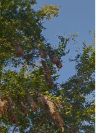 RPPN Recanto Olho D'Água