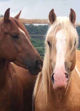 Centro Equestre Monã