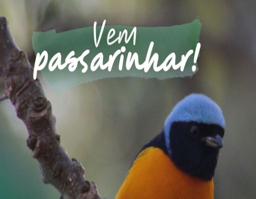 Maio no Lageado: Vem Passarinhar com a gente em Botucatu