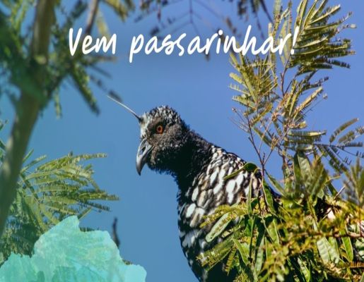 Março na Estância Jacutinga: Venha Viver a Passarinhada em Botucatu!