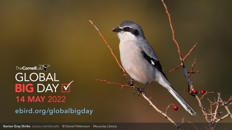 Noticia ebird-global-big-day